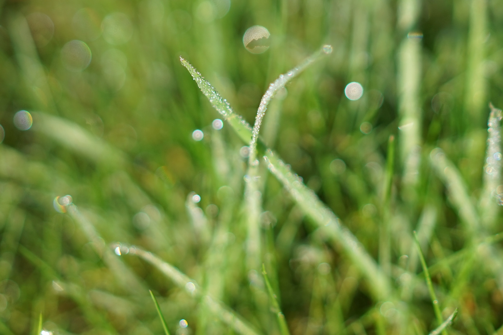 Sony a7 + Sony Sonnar T* FE 55mm F1.8 ZA sample photo. Diamond grass photography