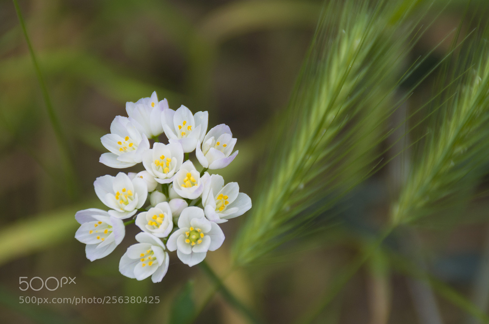 Pentax K-30 sample photo. Primavera photography