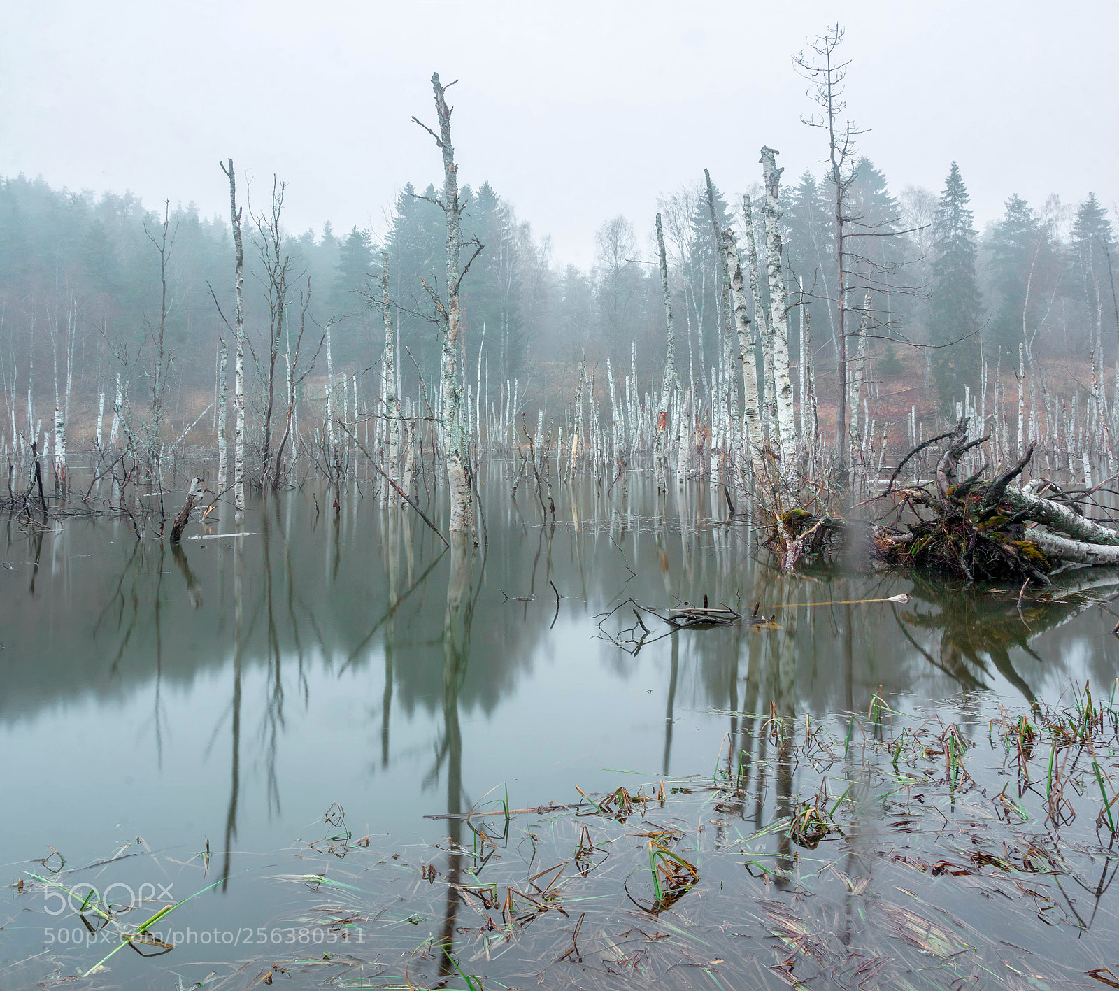 Canon EOS 60D sample photo. Foggy morning photography