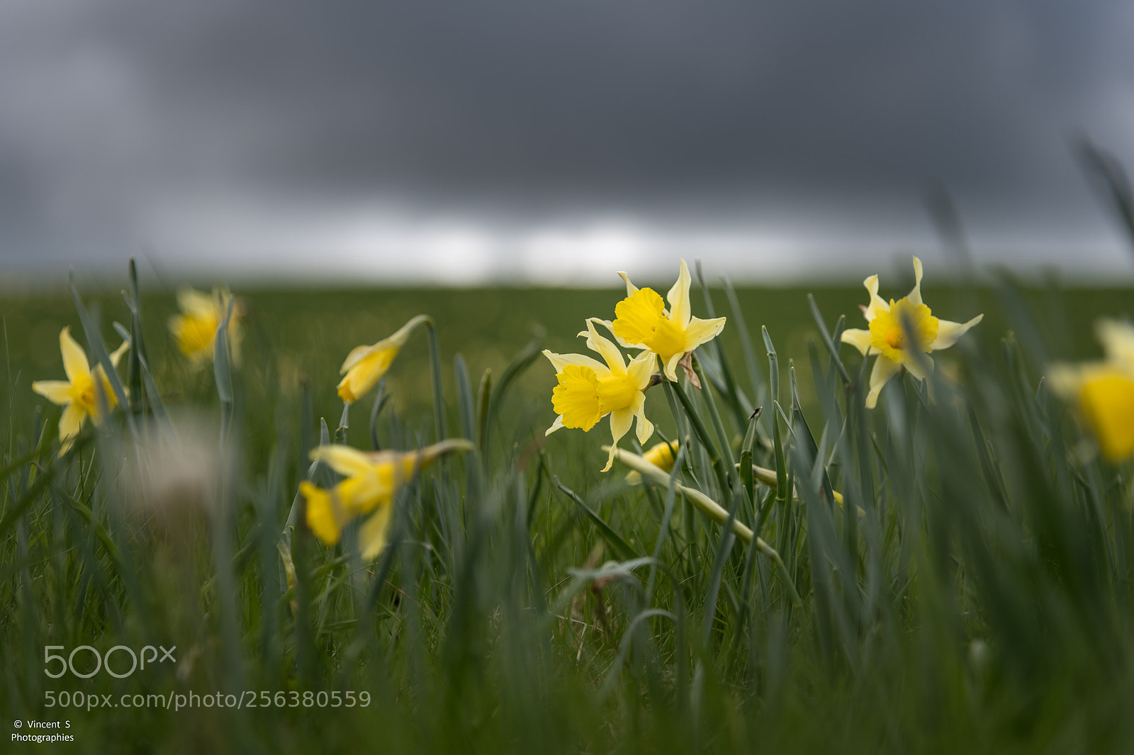 Nikon D850 sample photo. Jonquilles photography