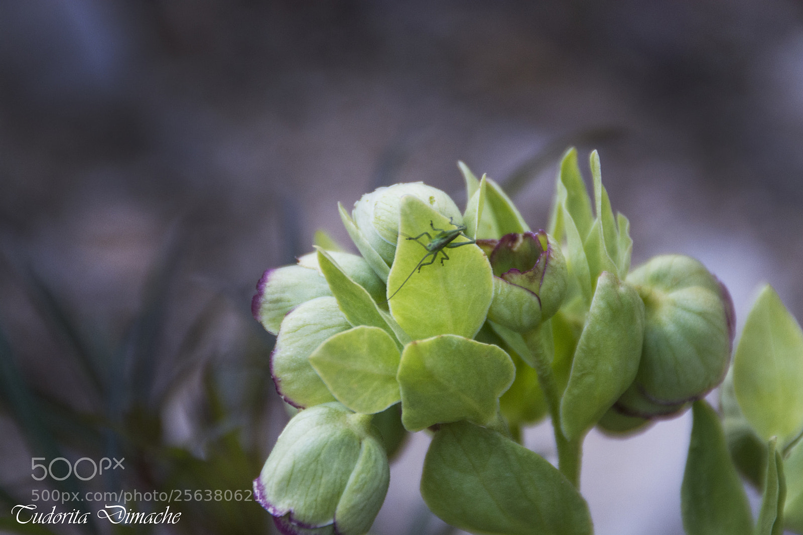 Nikon D7100 sample photo. A small visitor photography