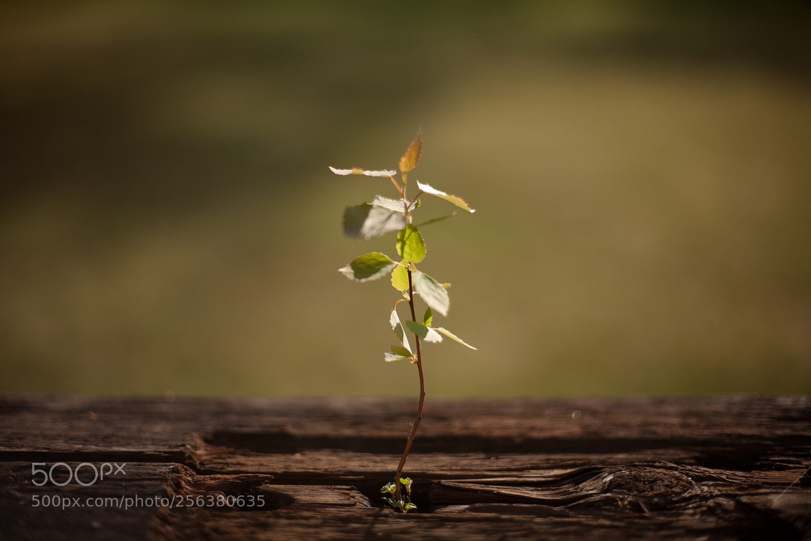 Canon EOS 5D sample photo. Life photography