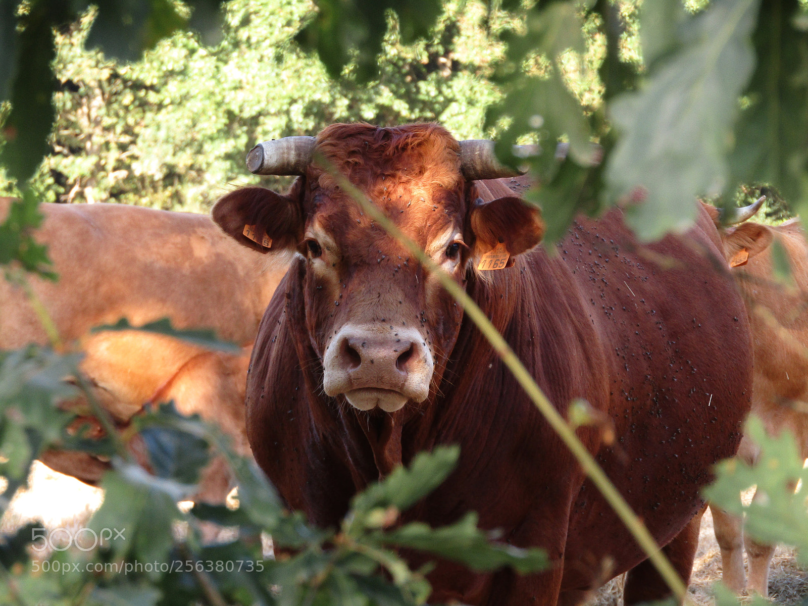 Canon PowerShot SX410 IS sample photo. Bull photography