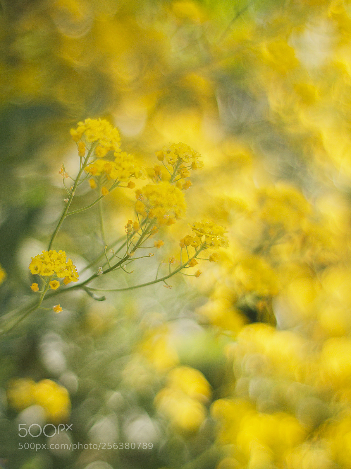 Canon EOS 7D sample photo. Spring in garden #5 photography
