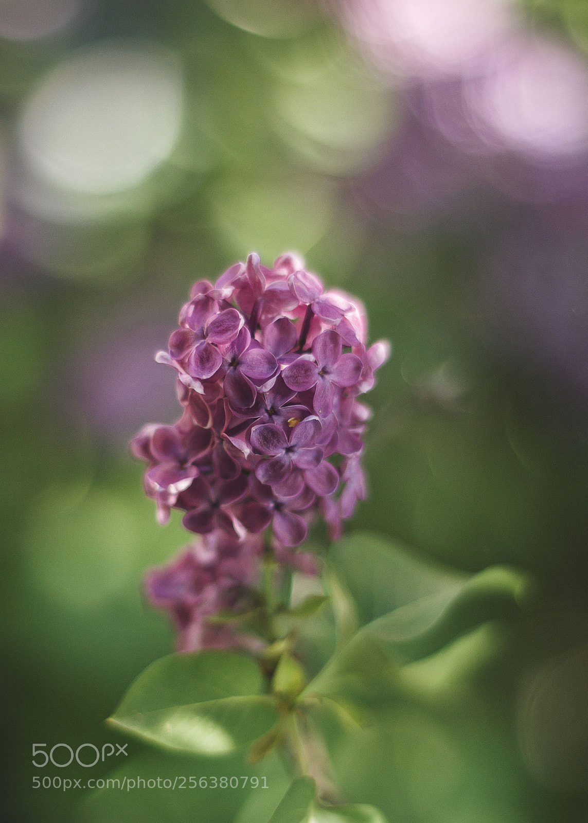 Canon EOS 7D sample photo. Spring in garden #1 photography