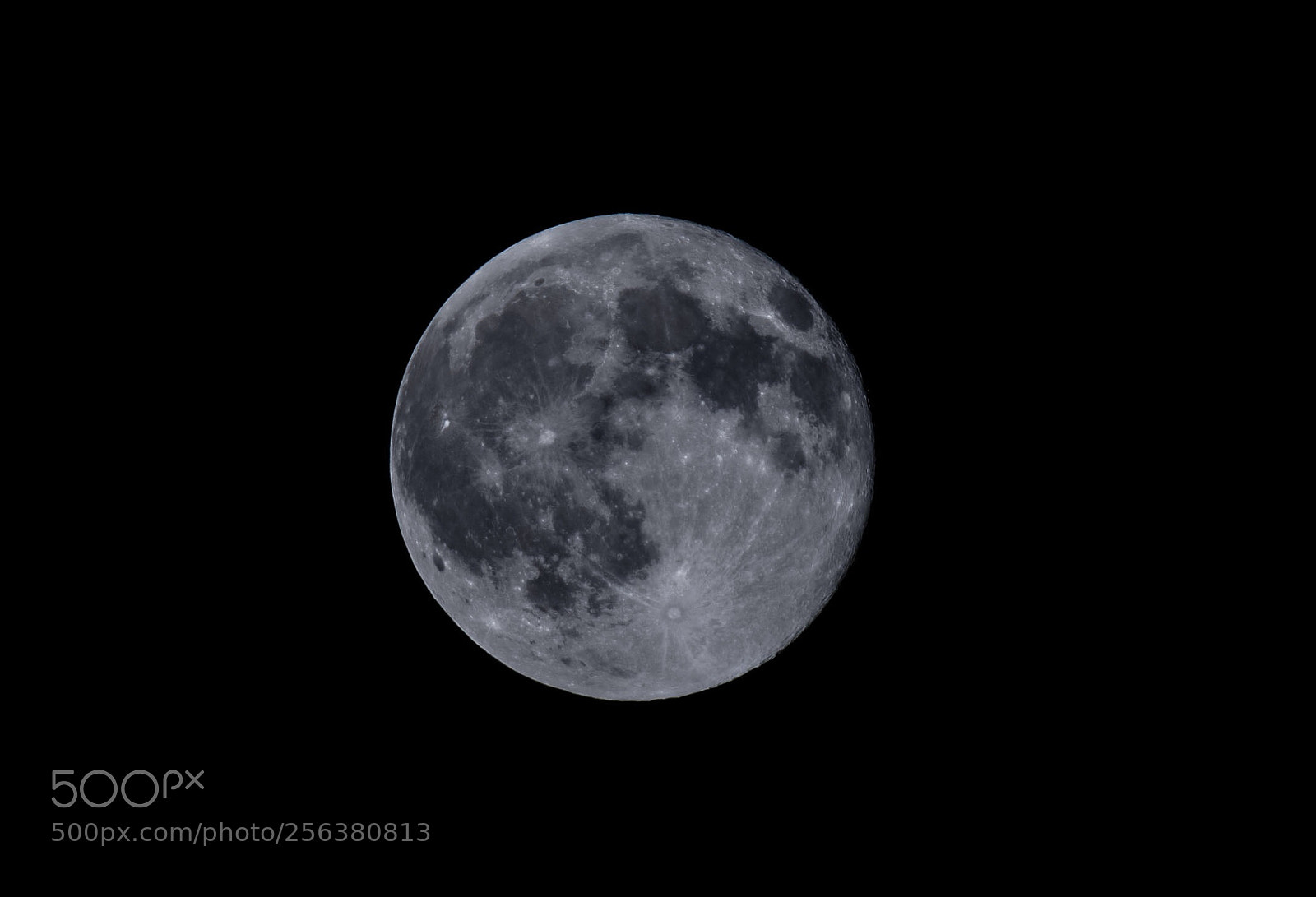 Nikon D5 sample photo. Untitled photography