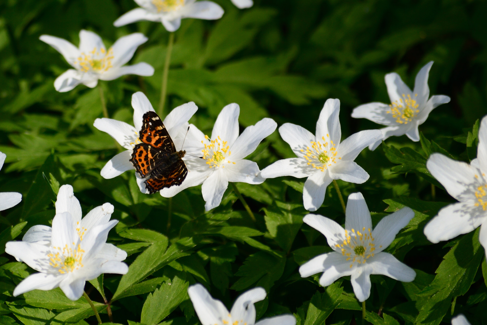 Nikon D3200 sample photo. Still moment photography