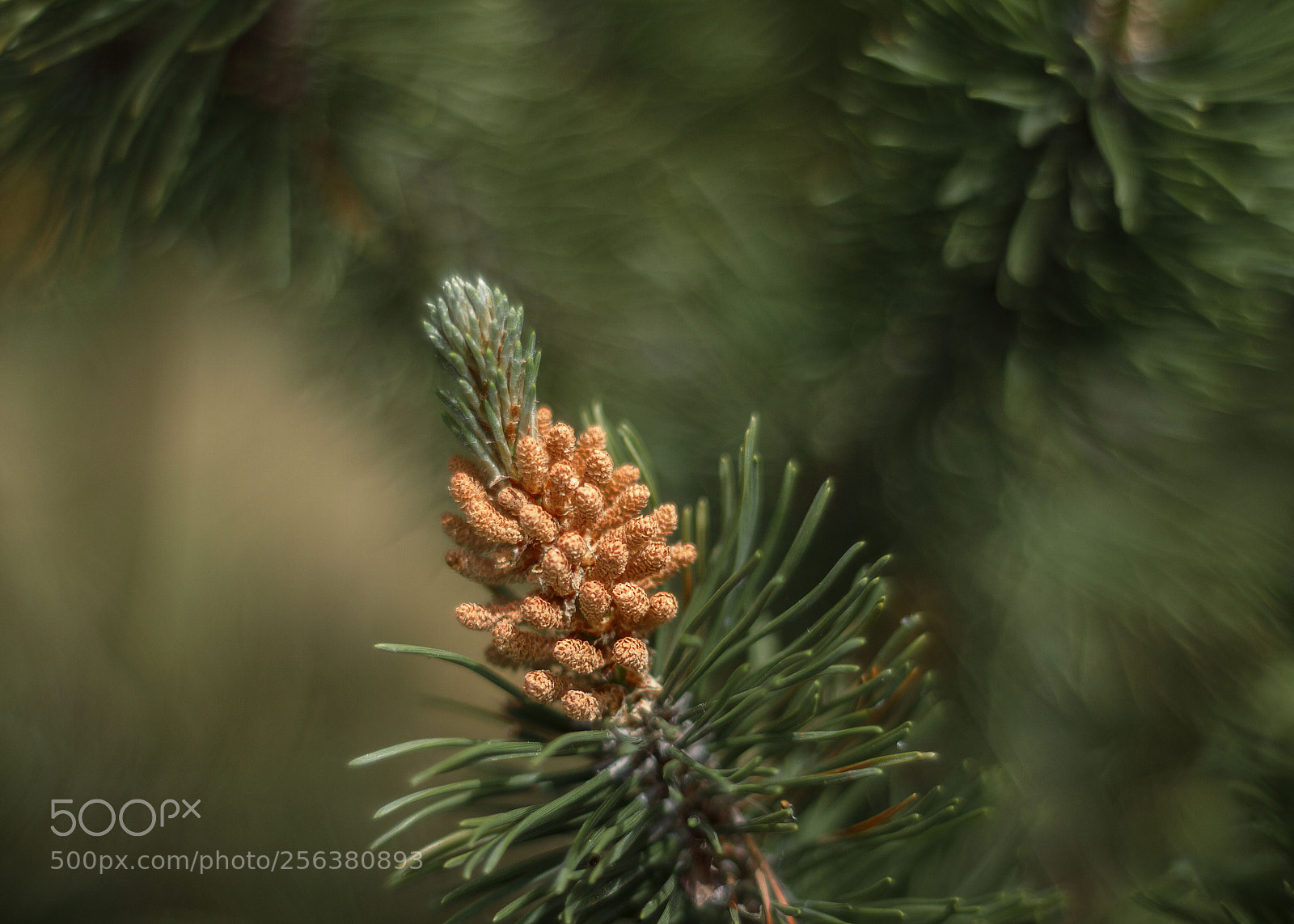 Canon EOS 7D sample photo. Spring in garden #6 photography