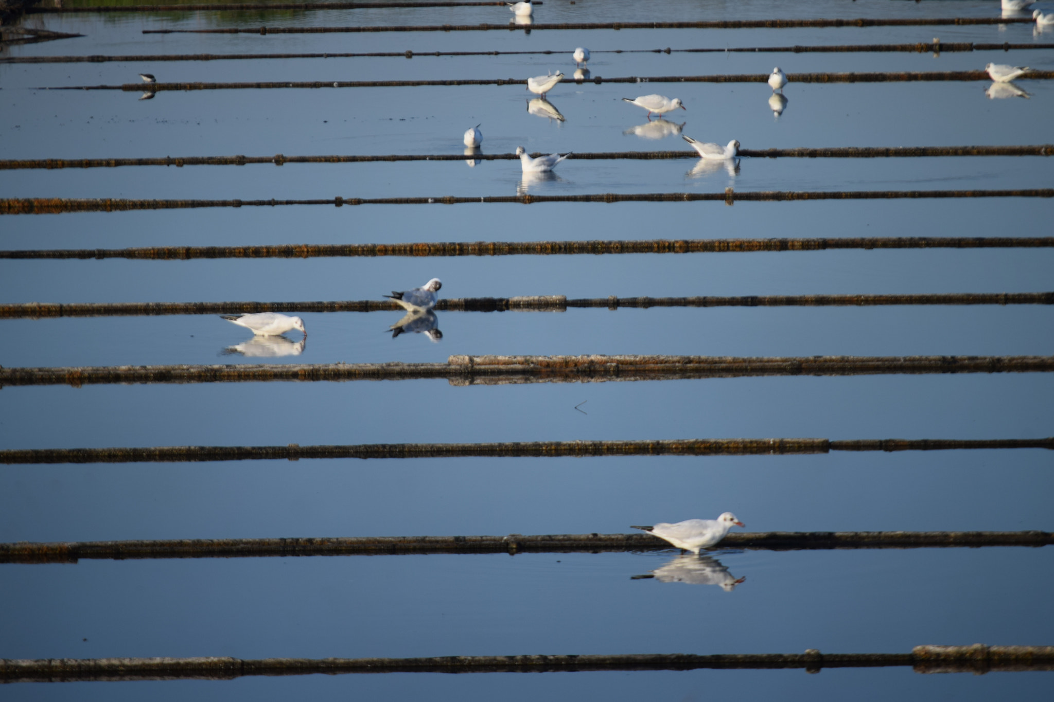 Nikon D3300 sample photo. Birds photography