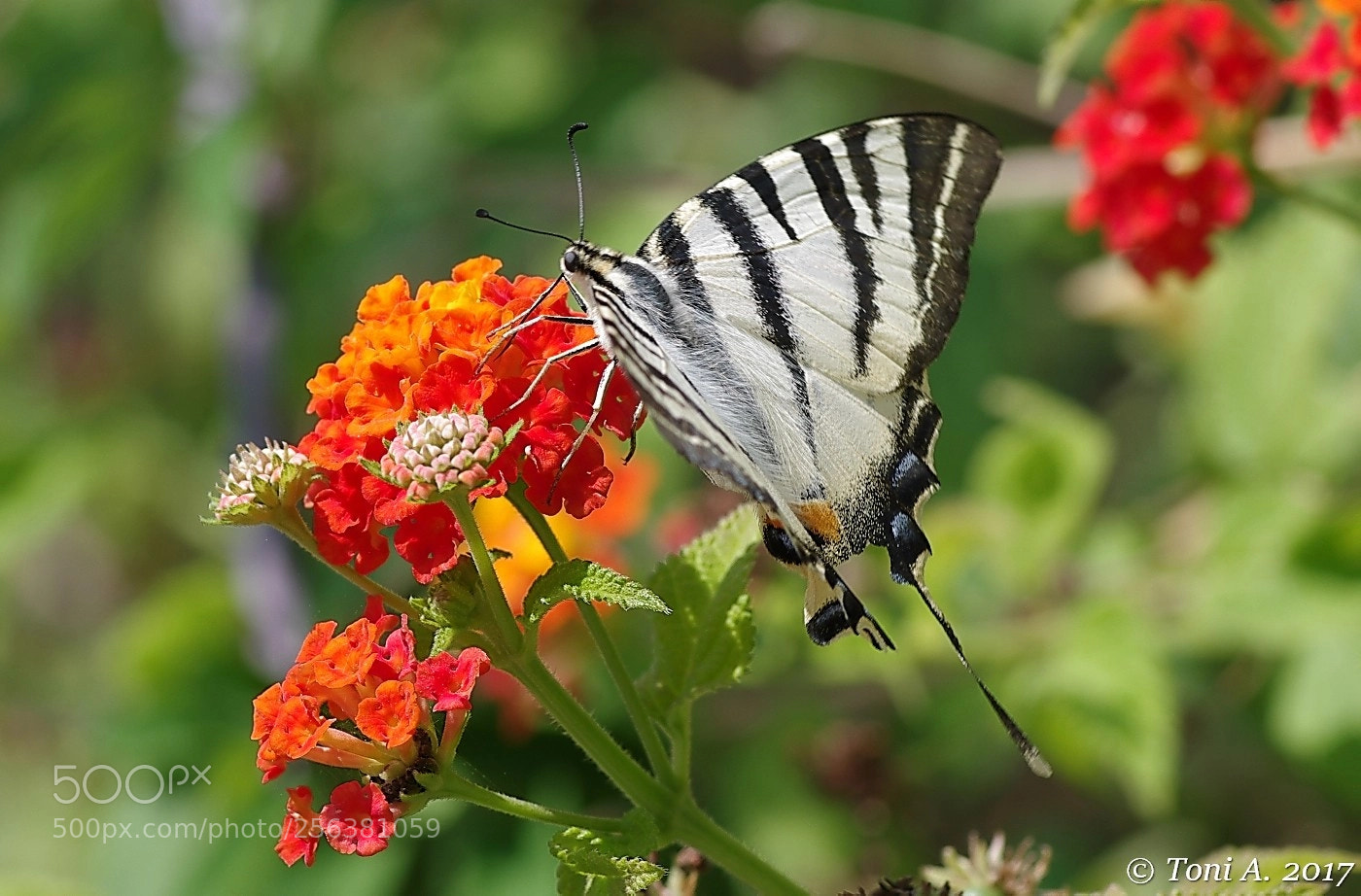 Pentax K-5 II sample photo. Iphiclides podalirius photography