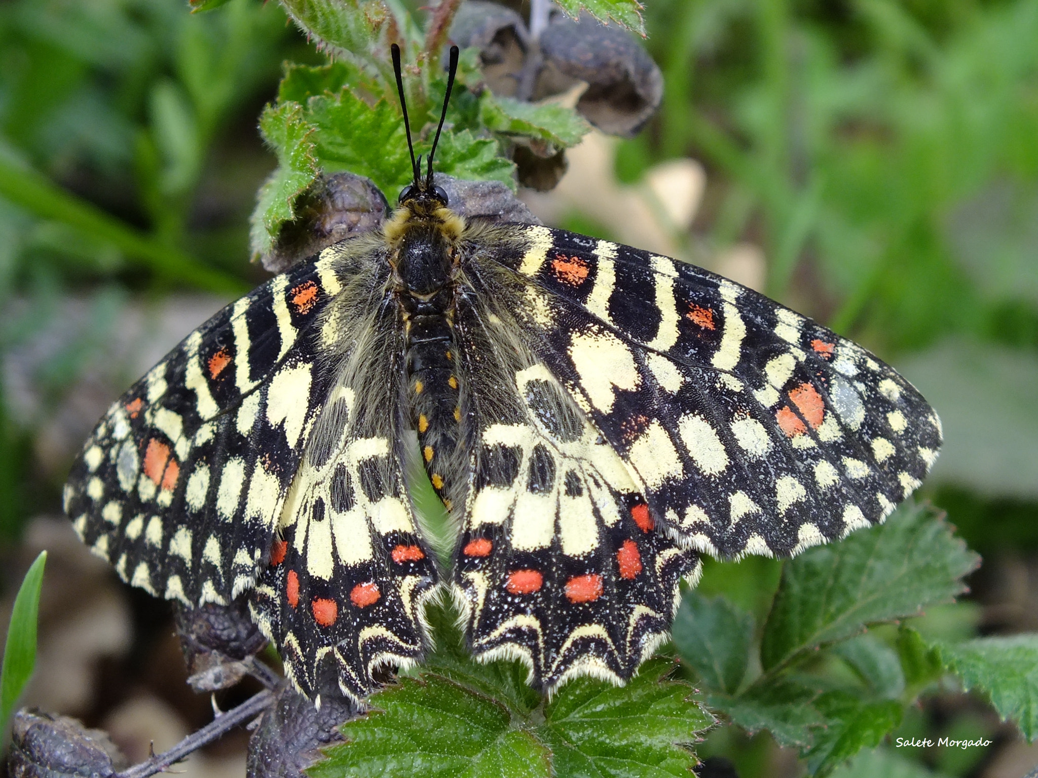 Fujifilm FinePix HS30EXR sample photo. Borboleta zerynthia rumina photography