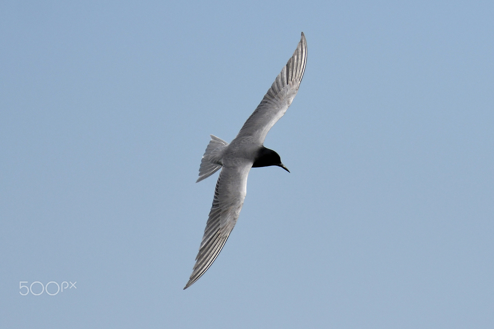 Nikon D500 sample photo. Black tern (chlidonias niger) photography