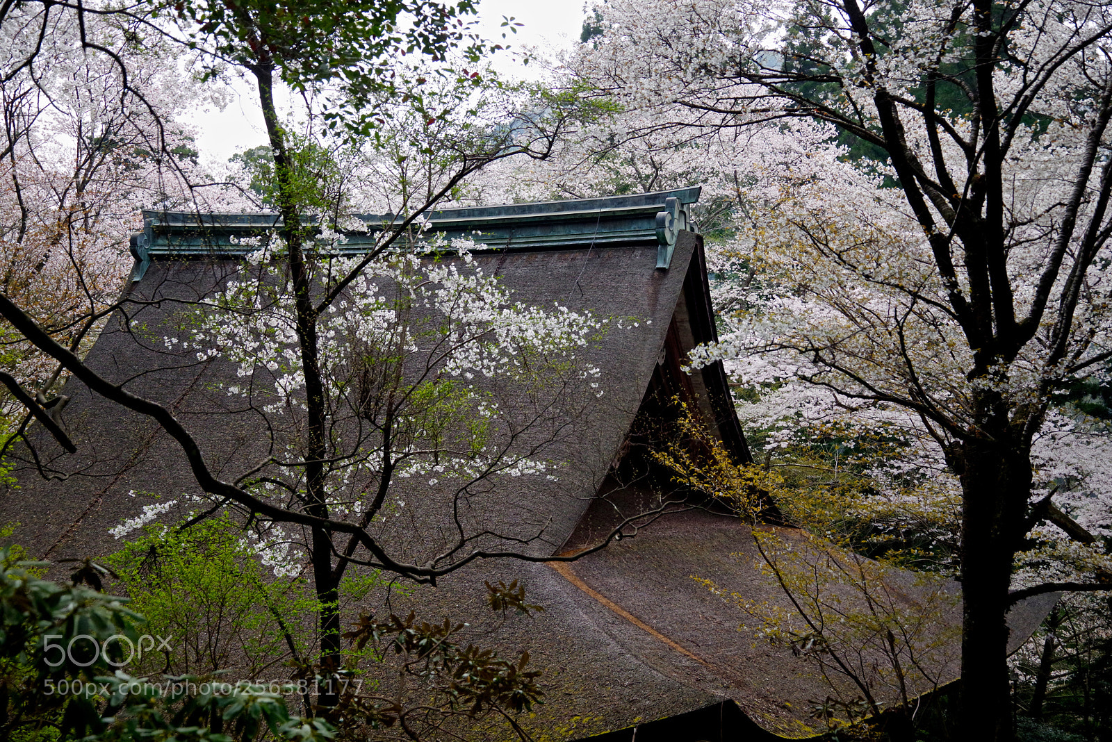 Pentax K-1 sample photo. Old temple in spring photography
