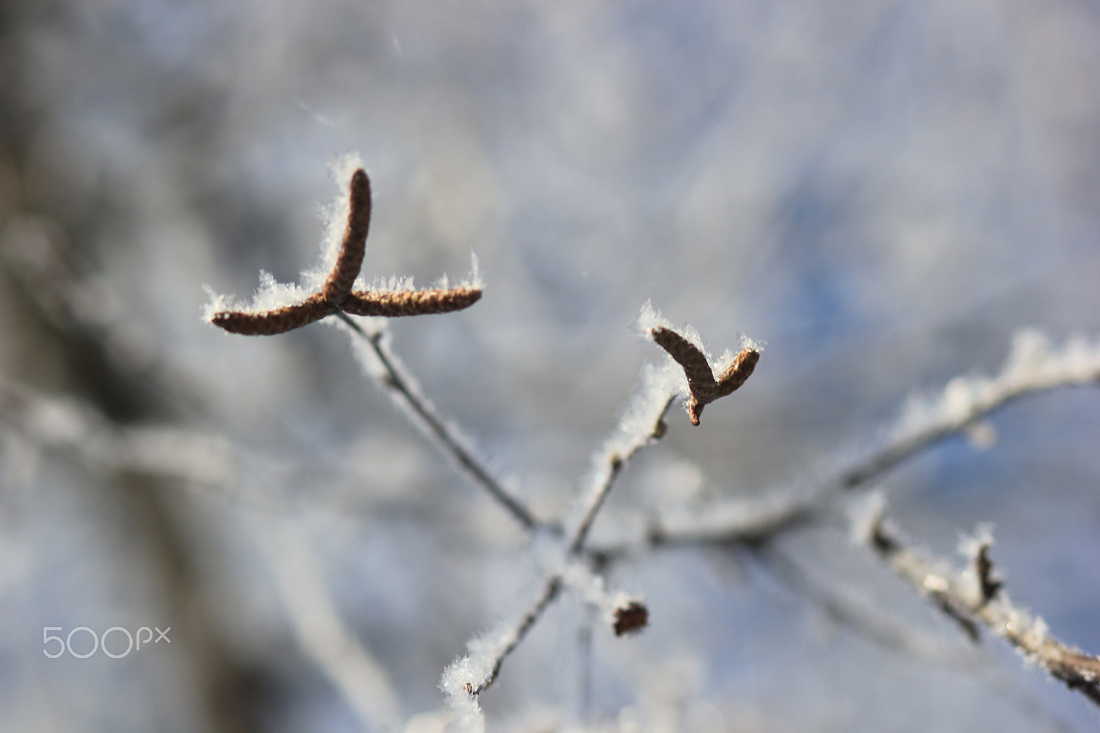 Canon EF 85mm F1.8 USM sample photo. Frost photography