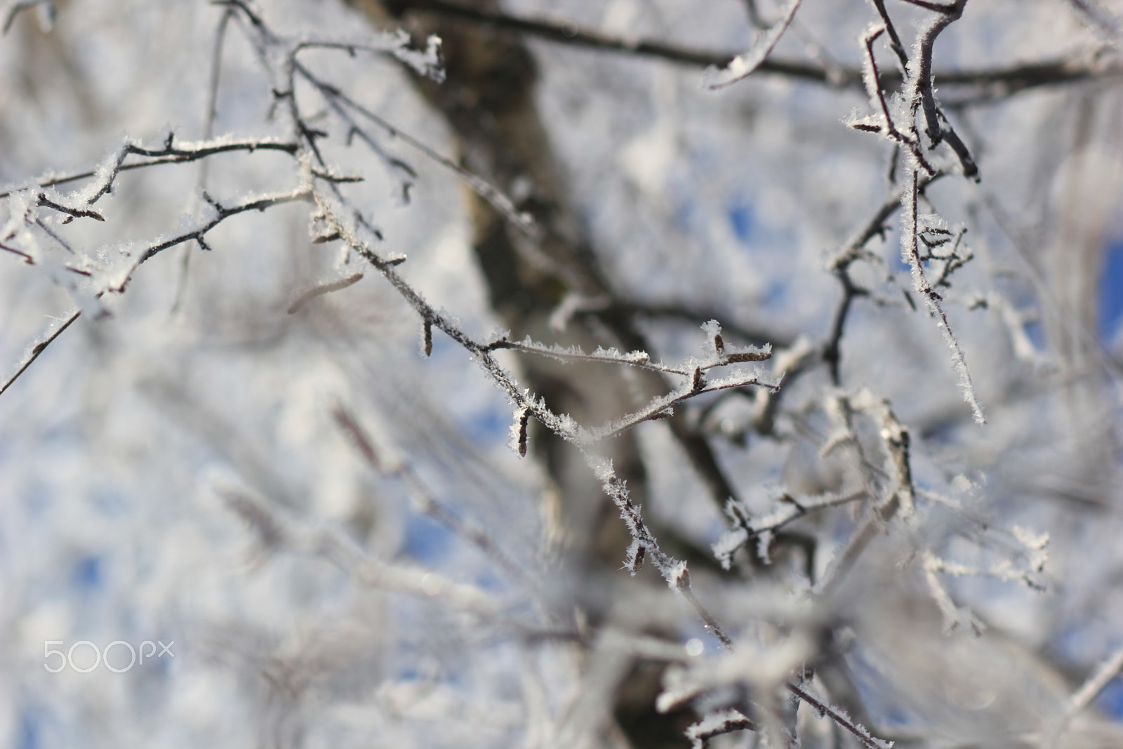 Canon EF 85mm F1.8 USM sample photo. Frost photography