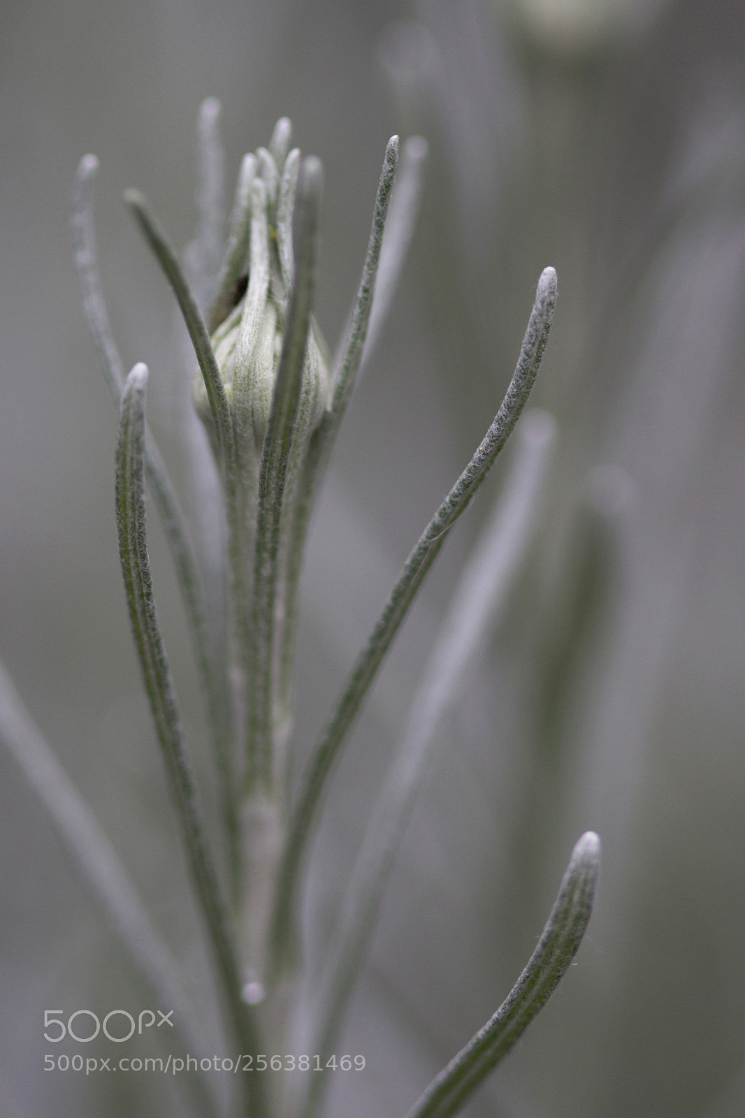 Canon EOS 700D (EOS Rebel T5i / EOS Kiss X7i) sample photo. Faire grise mine pull photography
