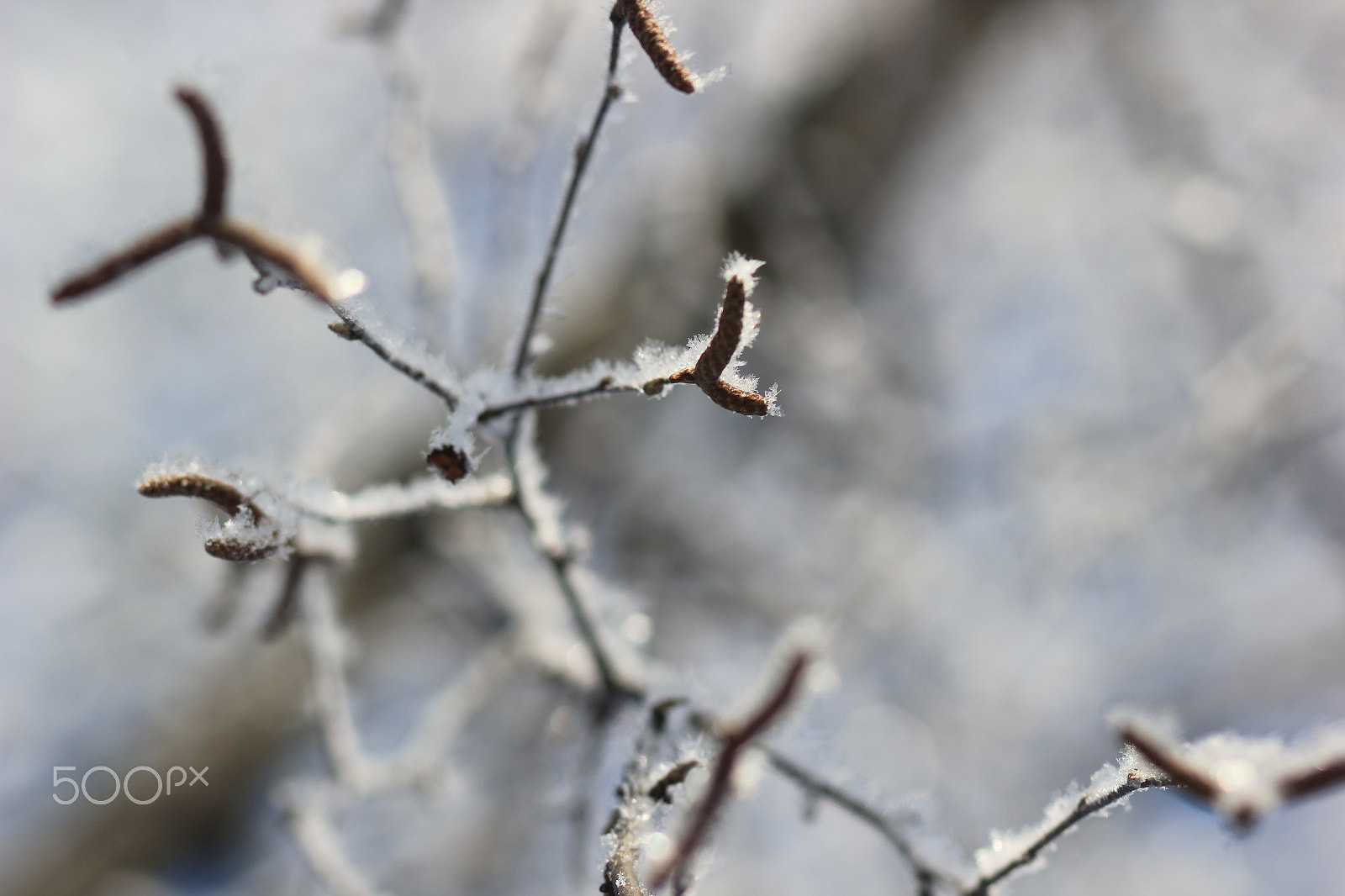 Canon EF 85mm F1.8 USM sample photo. Frost photography