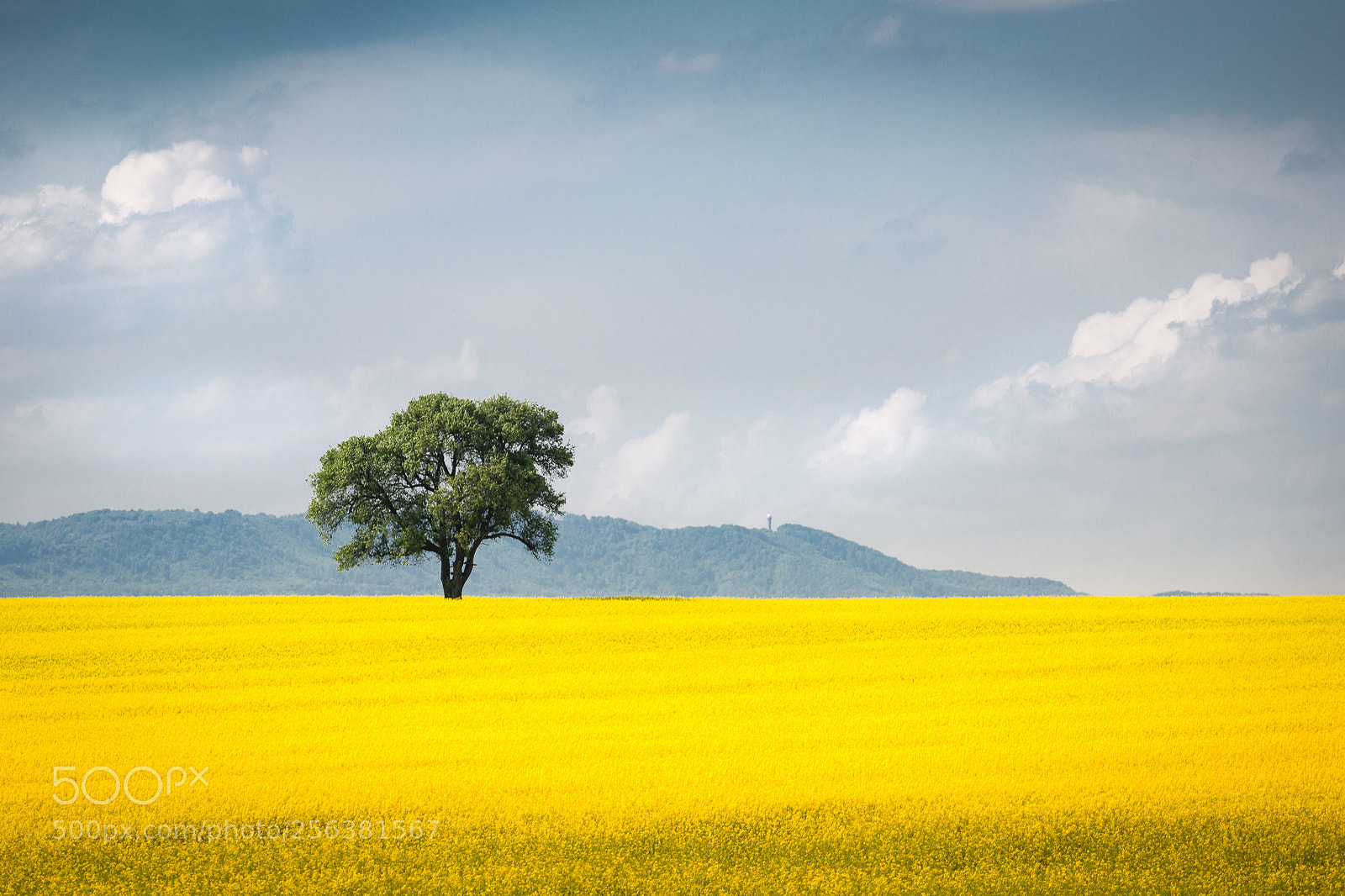 Canon EOS 6D sample photo. The only tree photography