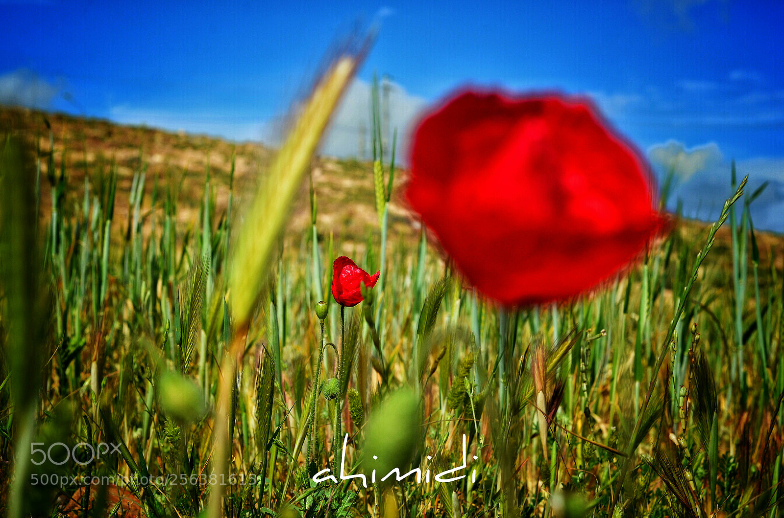 Nikon D7000 sample photo. Untitled photography
