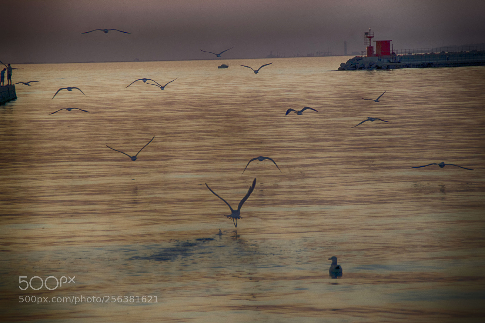 Nikon D3300 sample photo. Volo di gabbiani photography