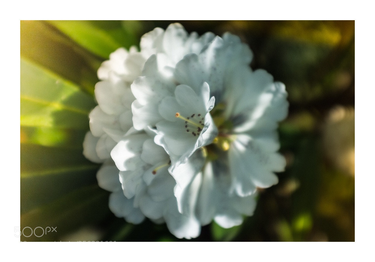 Fujifilm FinePix X100 sample photo. Untitled photography