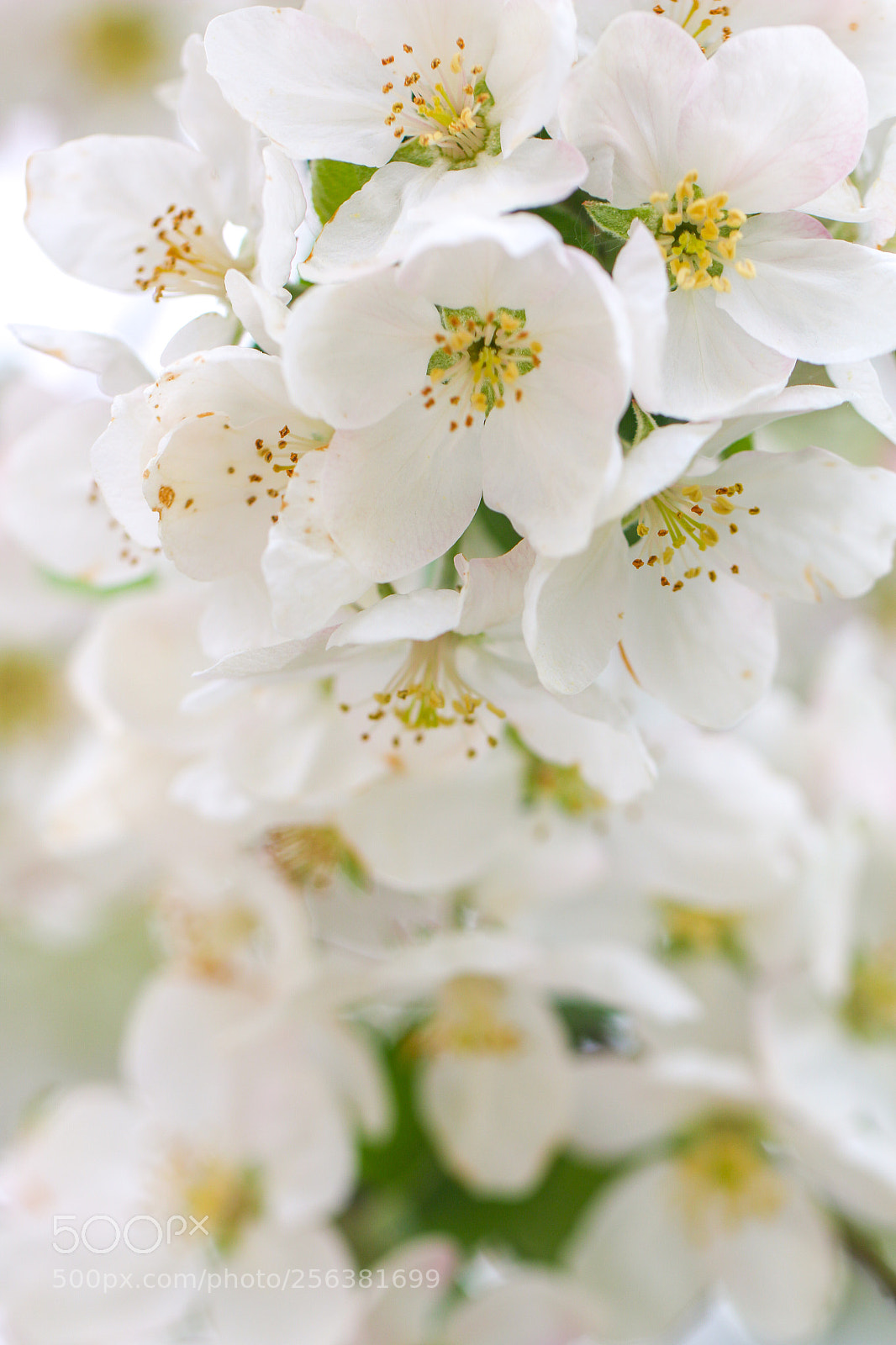 Canon EOS 70D sample photo. Fleurs de pommier  photography