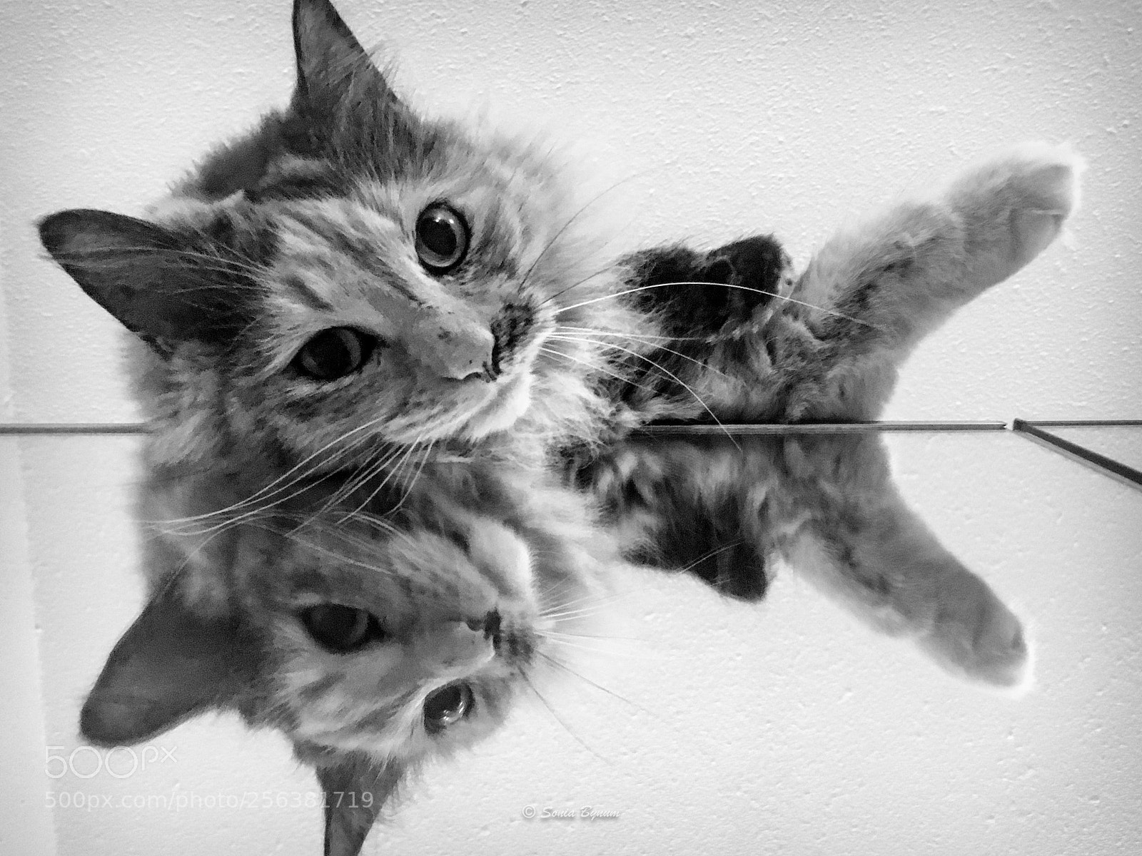Apple iPhone 6s sample photo. Cat palindromes photography