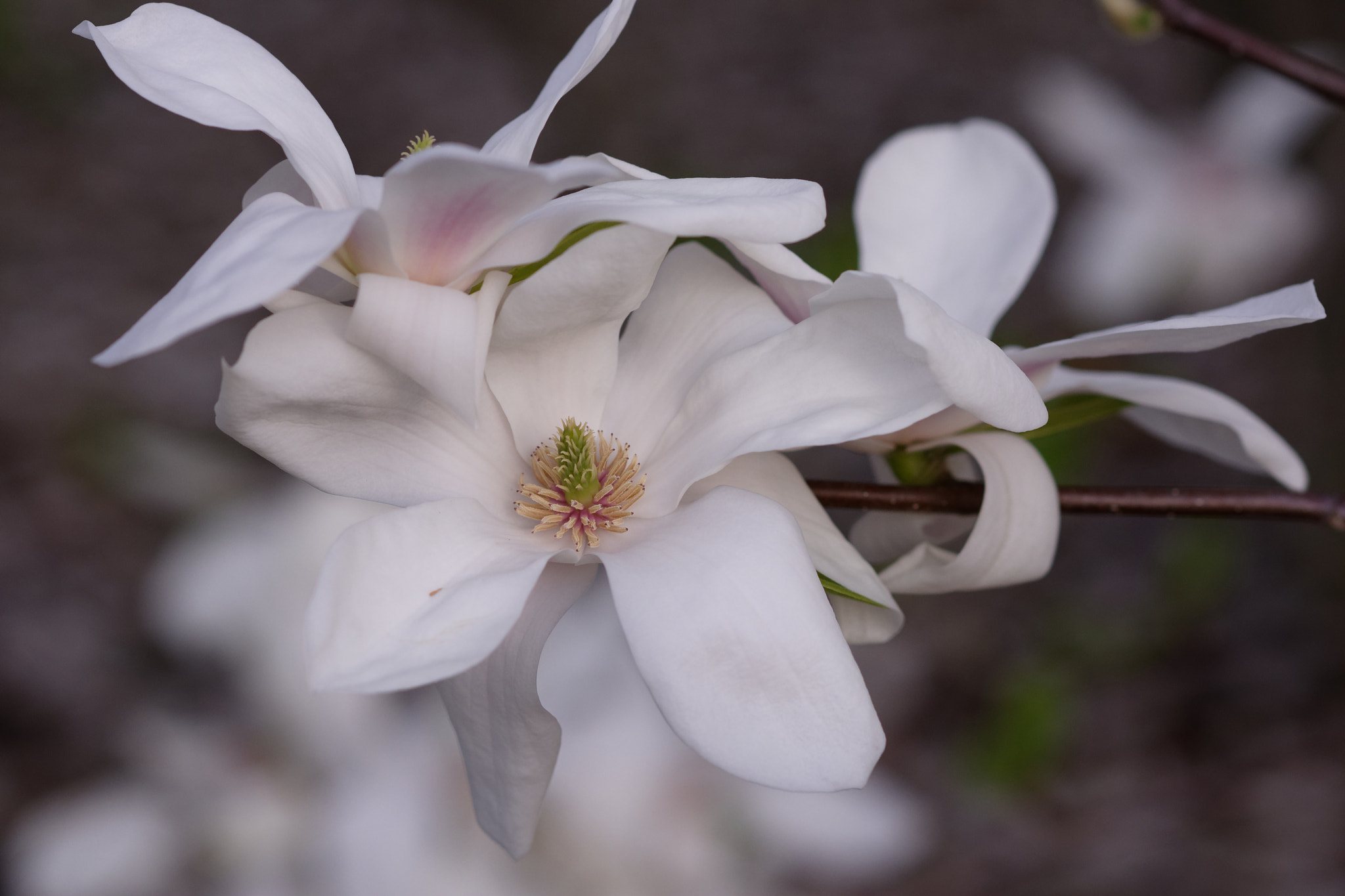 Nikon AF-S Nikkor 85mm F1.8G sample photo. Tree blooms photography