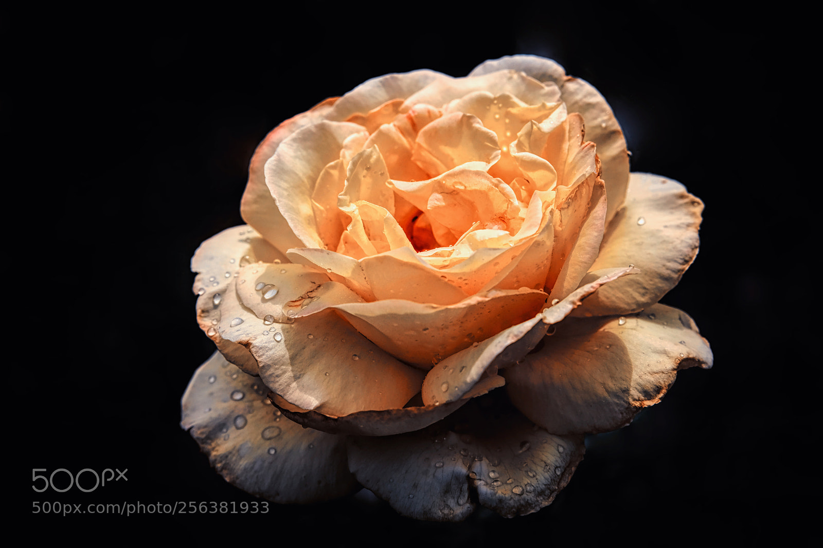 Fujifilm X-E3 sample photo. Rose in the rain photography