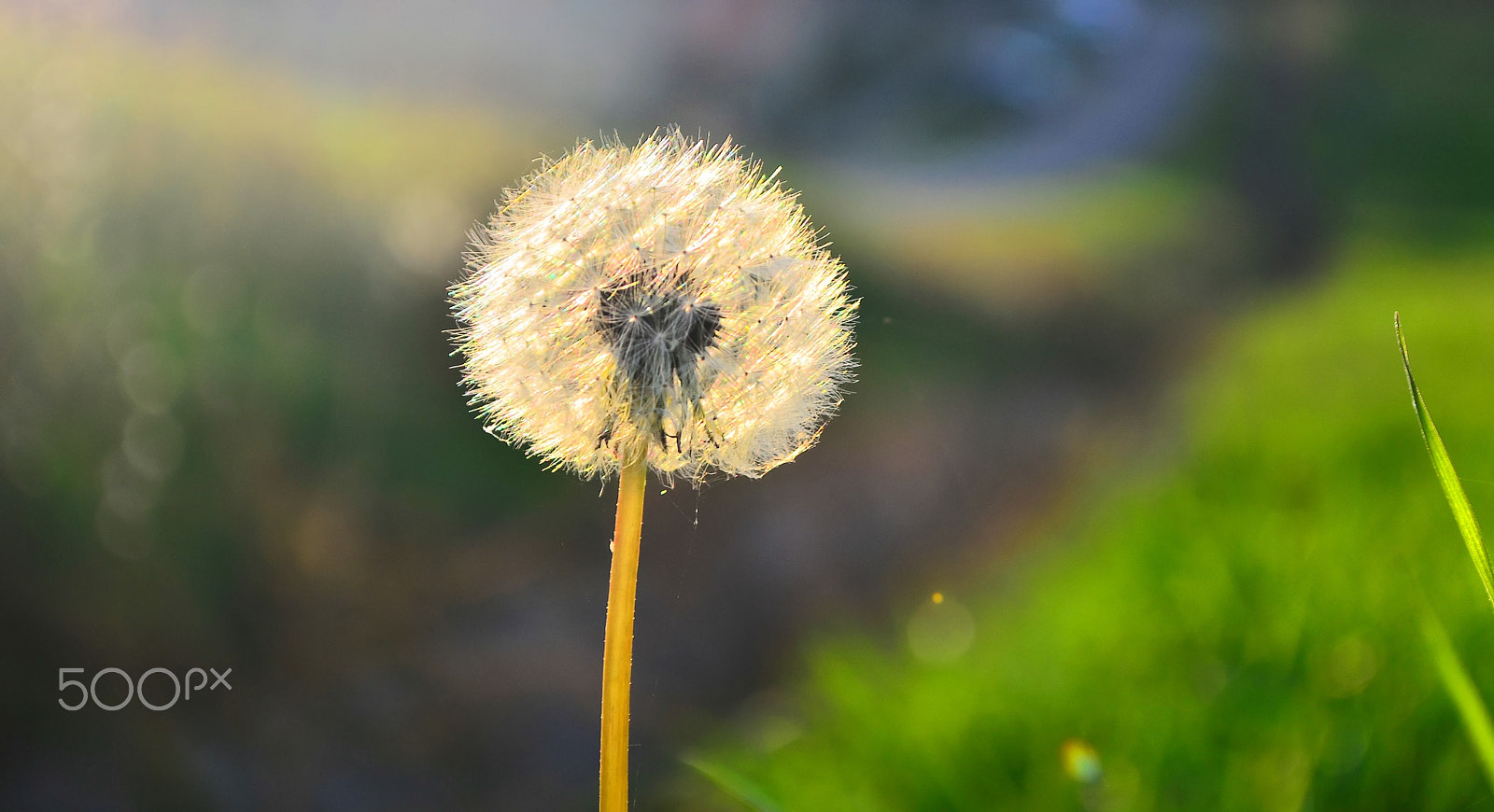 Nikon D7000 sample photo. Dandelion, what else? photography