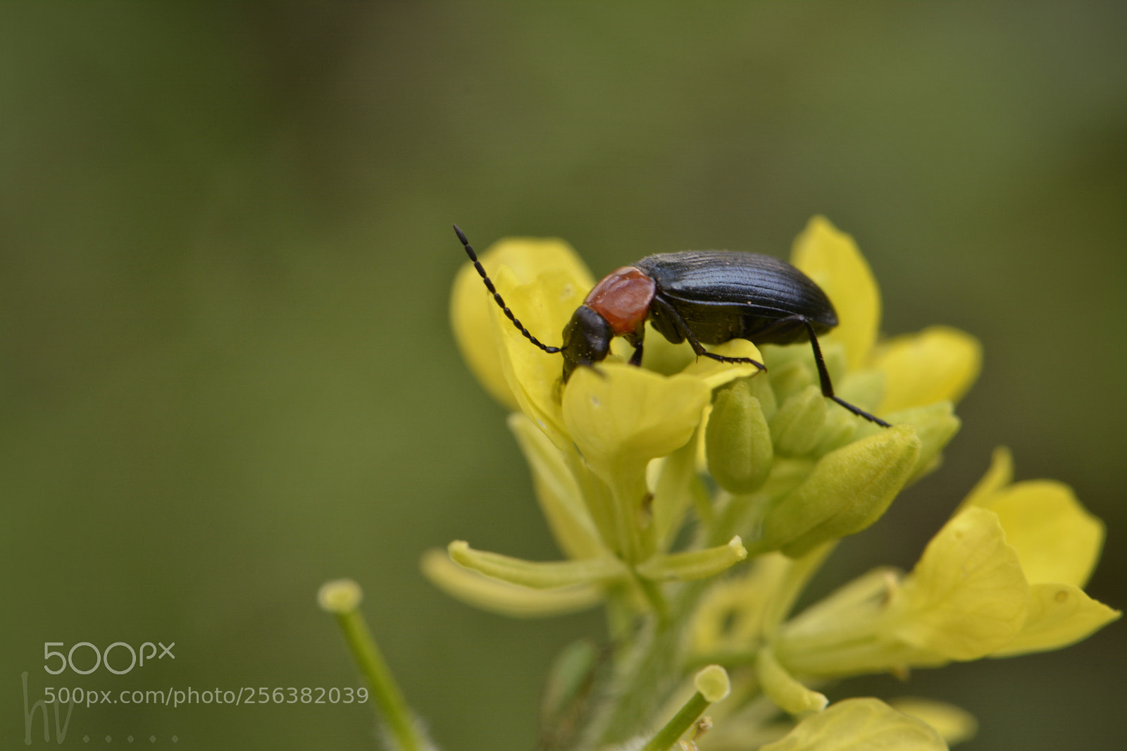 Nikon D7100 sample photo. Bug photography