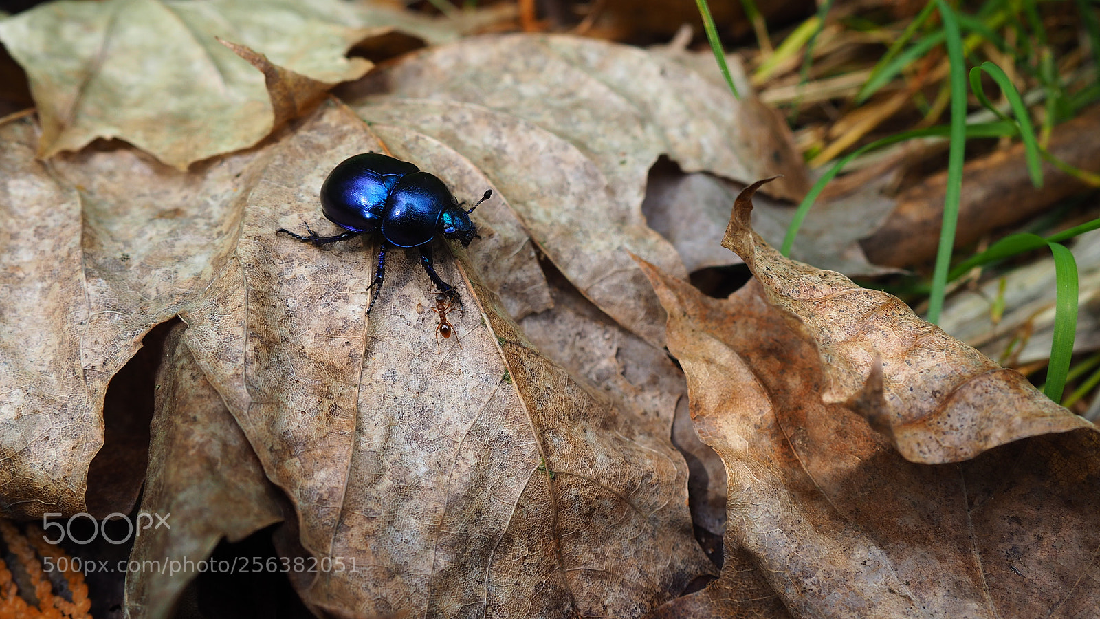 Olympus OM-D E-M10 II sample photo. Spring beetle photography