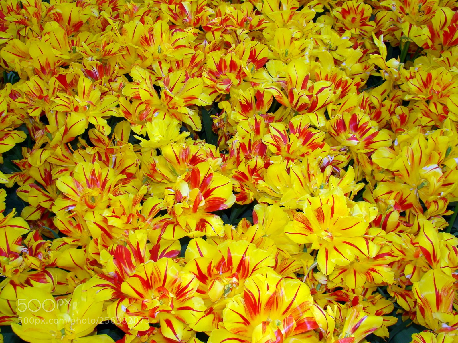 Sony Cyber-shot DSC-H50 sample photo. Dsc photography