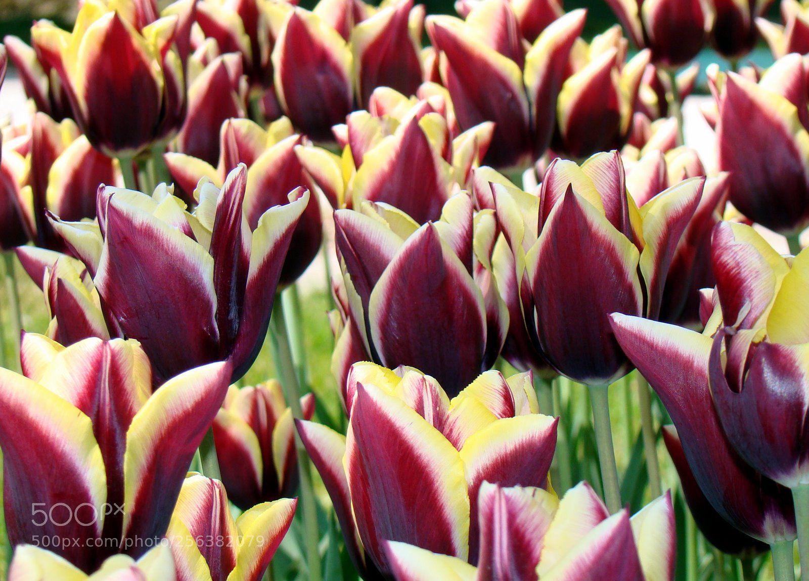 Sony Cyber-shot DSC-H50 sample photo. Flowers photography