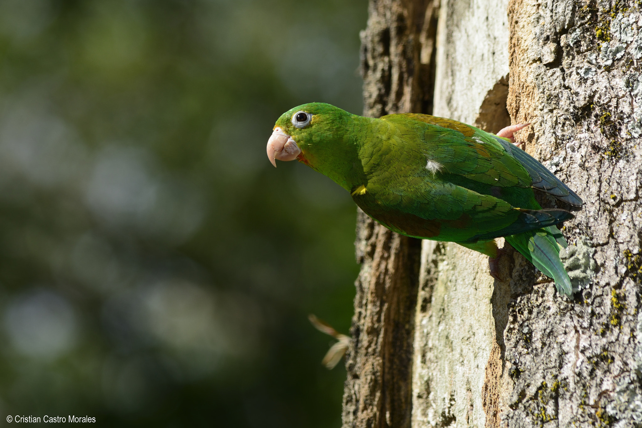 Nikon D7100 sample photo. Brotogeris jugularis (orange-chinned parakeet) photography
