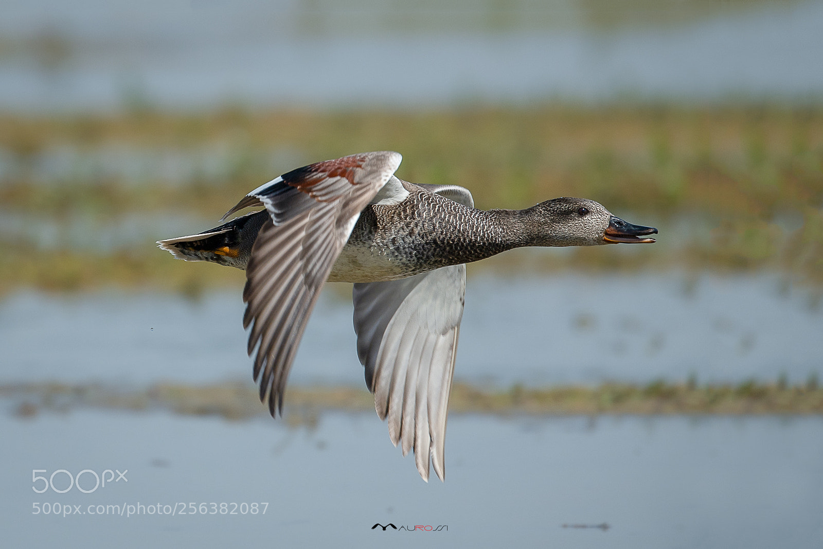 Nikon D5 sample photo. Canapiglia (m) -gadwall male photography