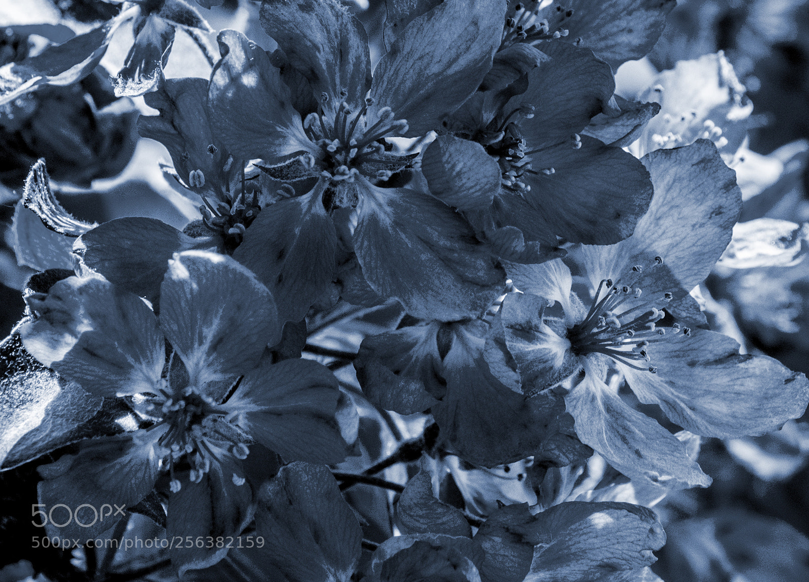 Nikon D850 sample photo. Waiting for bees photography