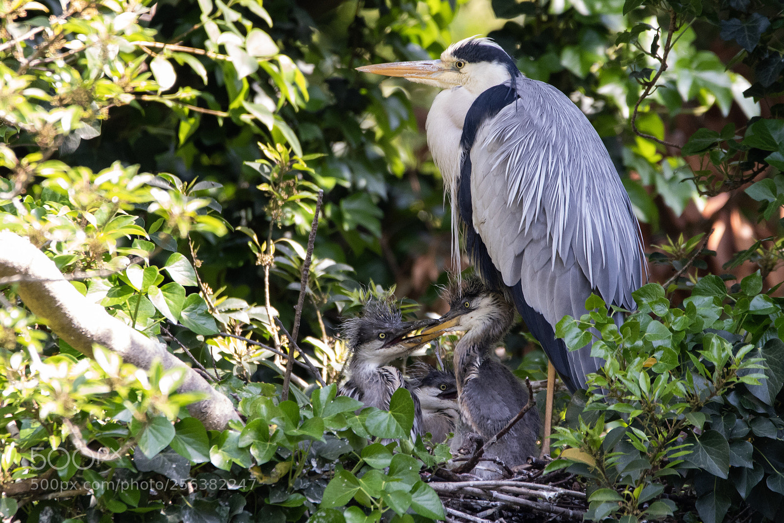 Nikon D500 sample photo. Grey heron and chicks photography