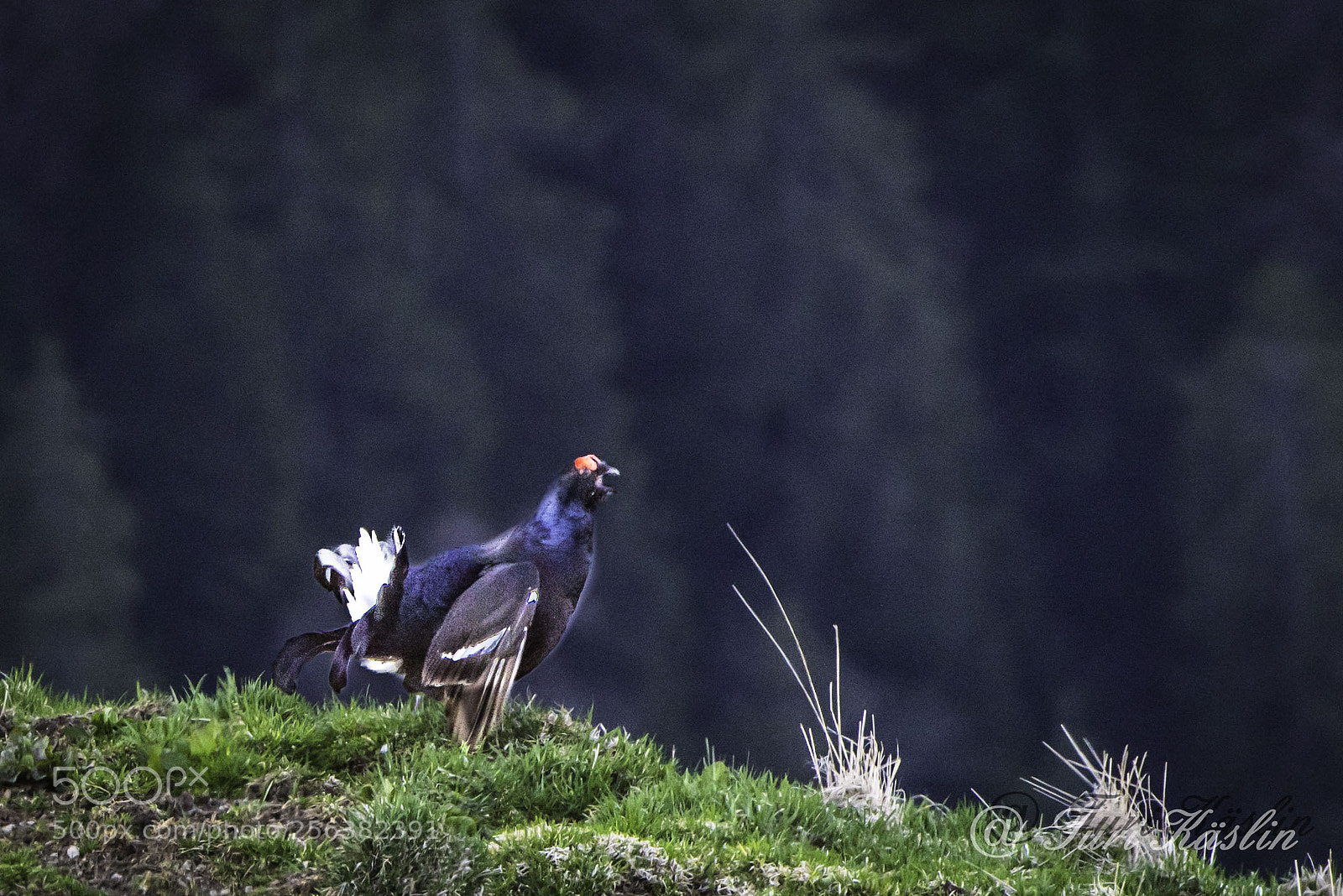 Nikon D810 sample photo. Birkhahn bei der balz photography