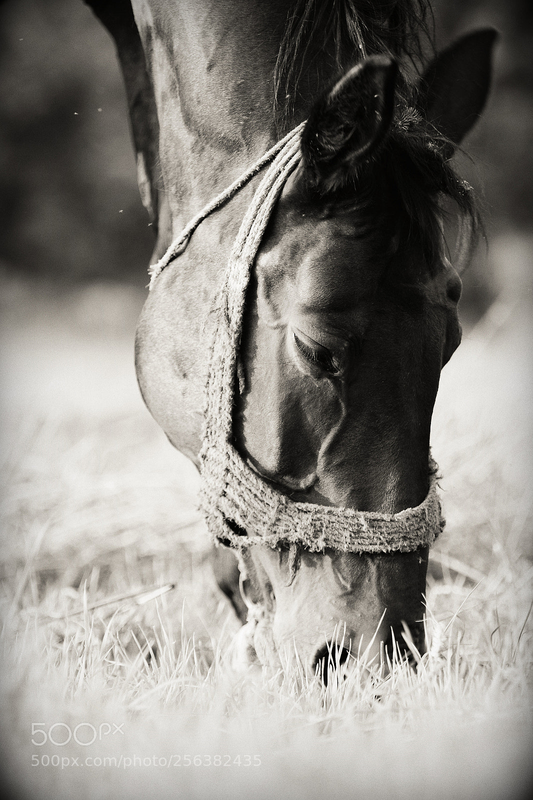 Canon EOS 7D sample photo. Horse photography