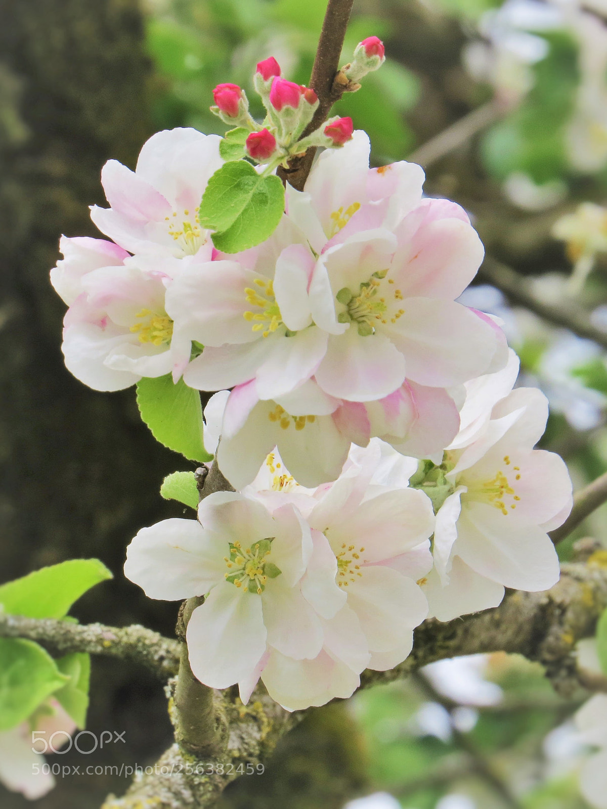 Canon PowerShot SX50 HS sample photo. Blossoming apple branch () photography