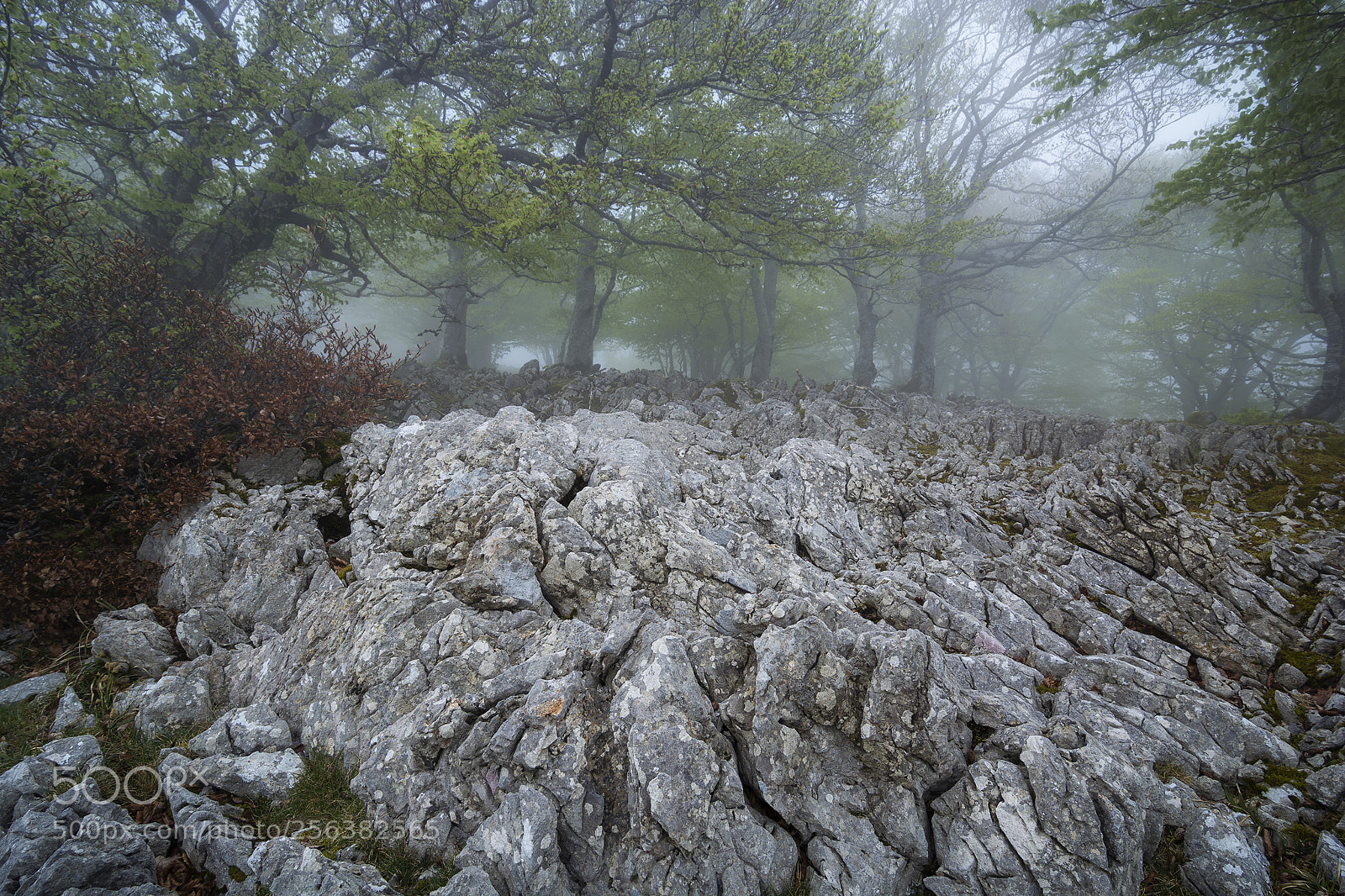Nikon D5200 sample photo. Foggy morning photography