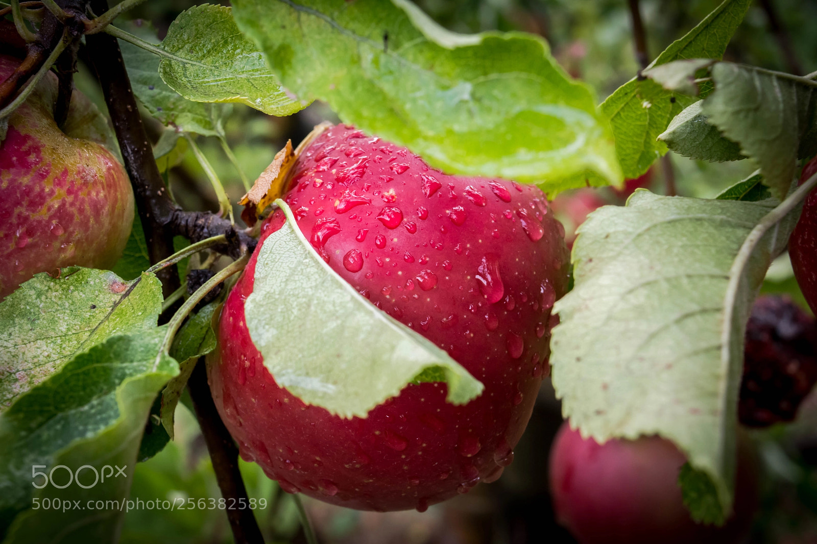 Nikon D5200 sample photo. Pomme perlée d'eau photography