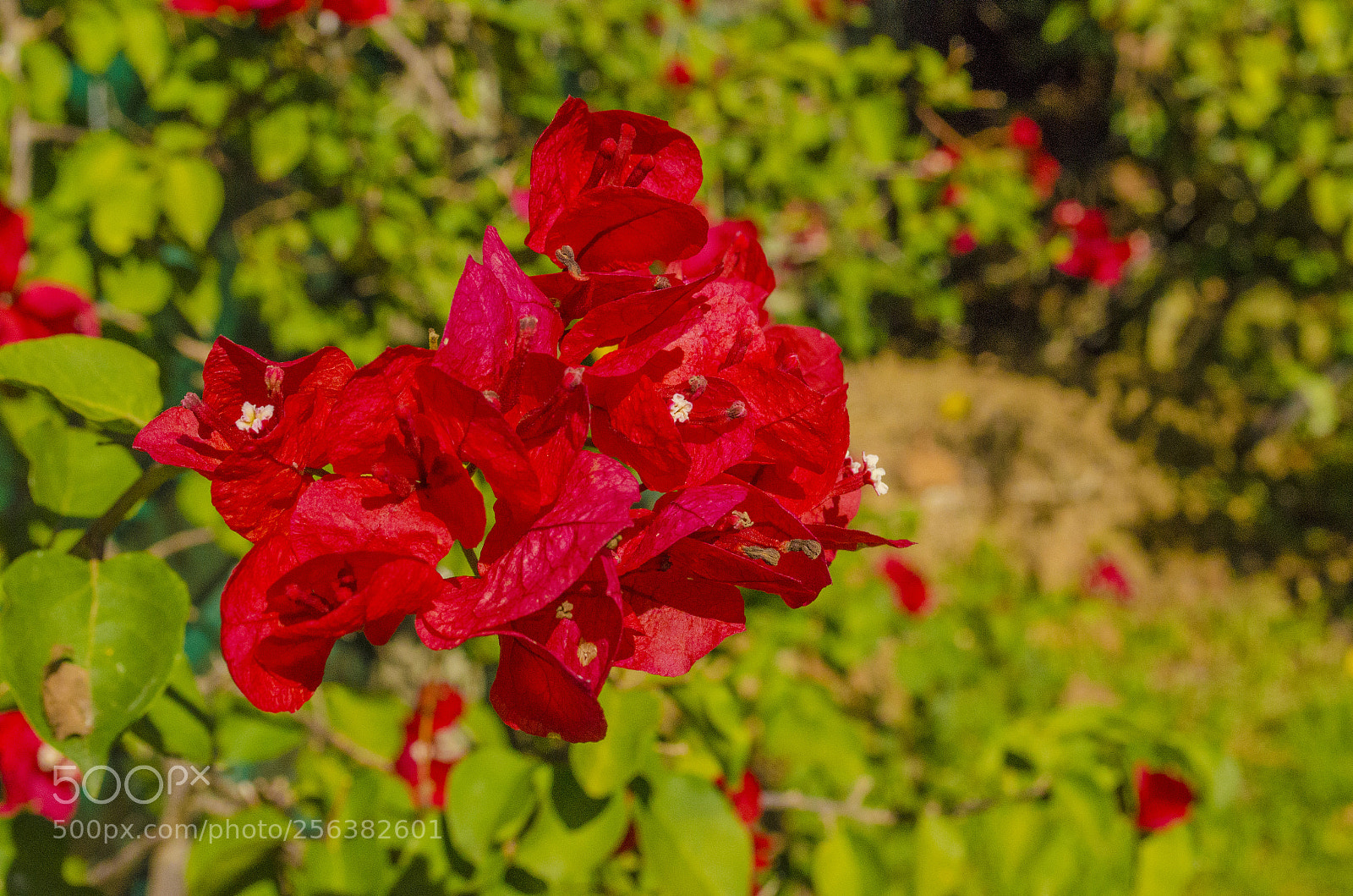 Nikon D5100 sample photo. Red photography