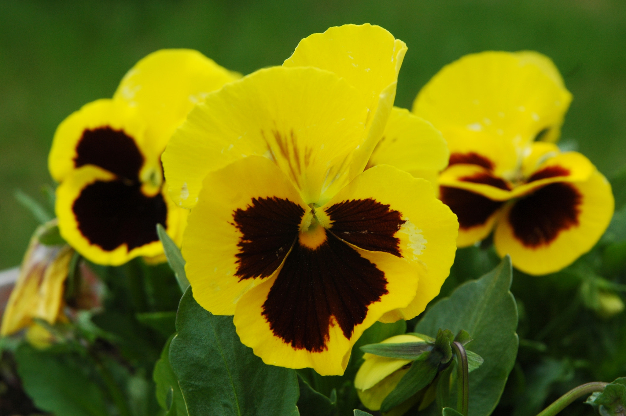 Nikon D70s sample photo. Pansies photography