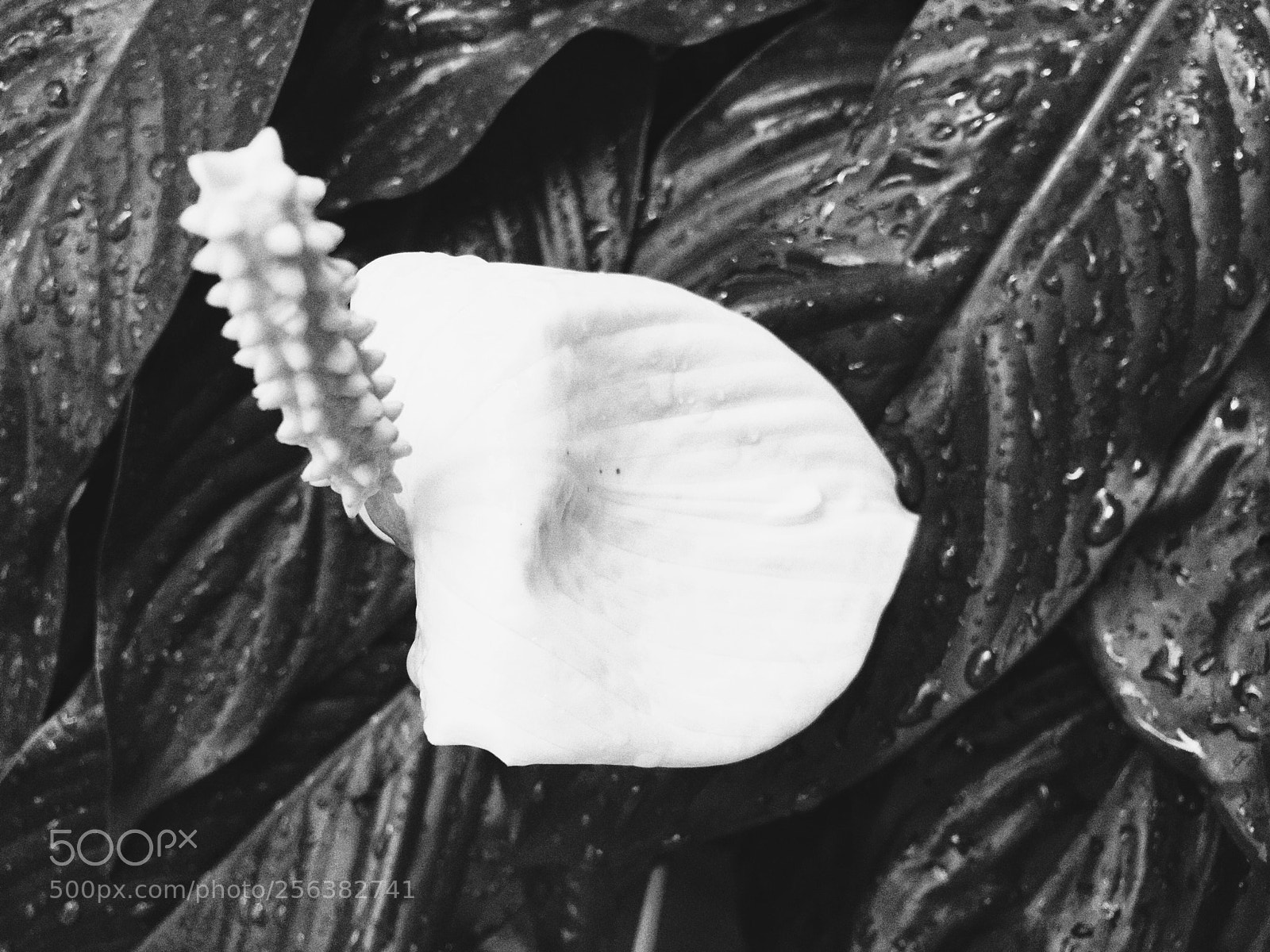 Apple iPhone 6s sample photo. Mood photography