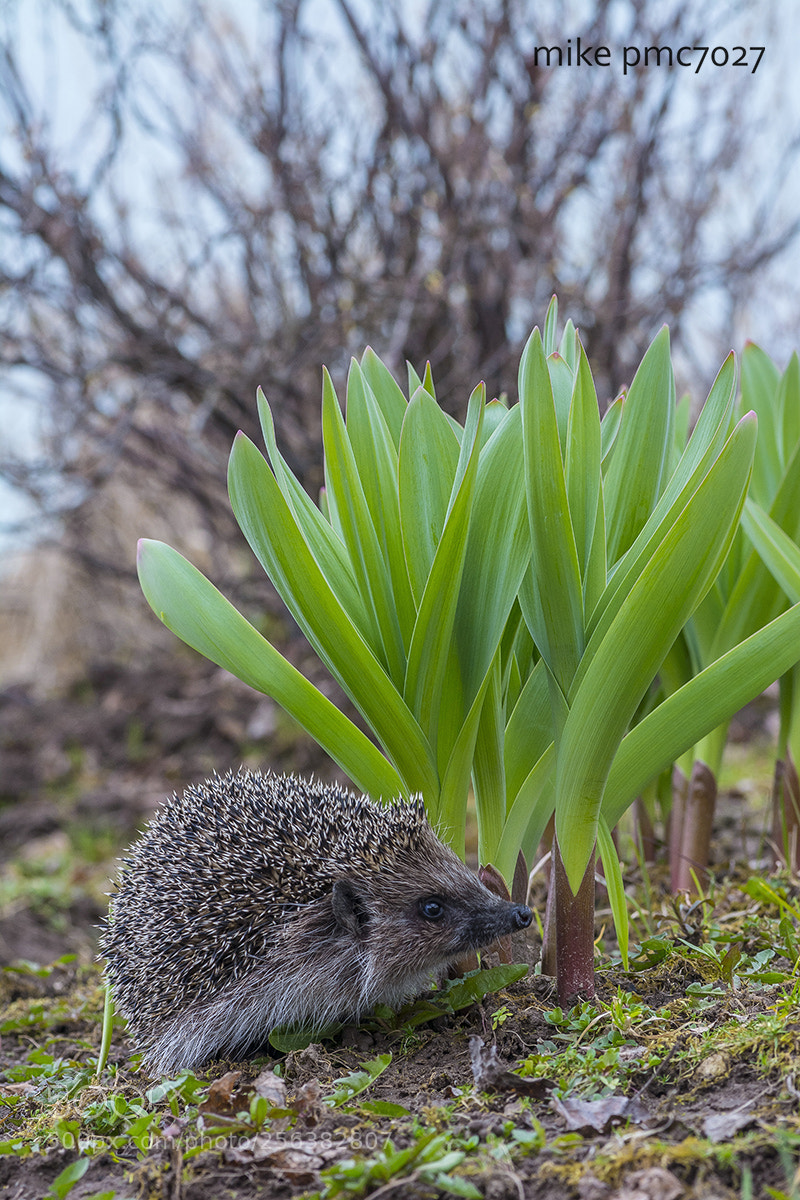 Nikon D7100 sample photo. A hedgehog came to photography