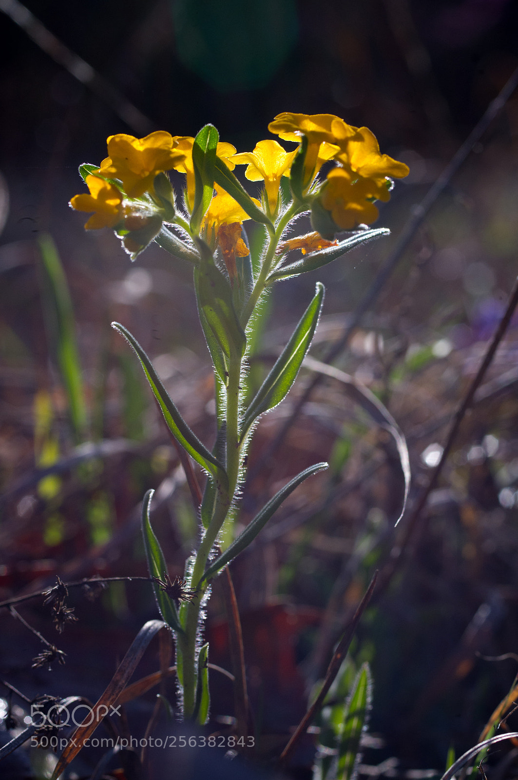 Pentax K-x sample photo. Crown of gold photography