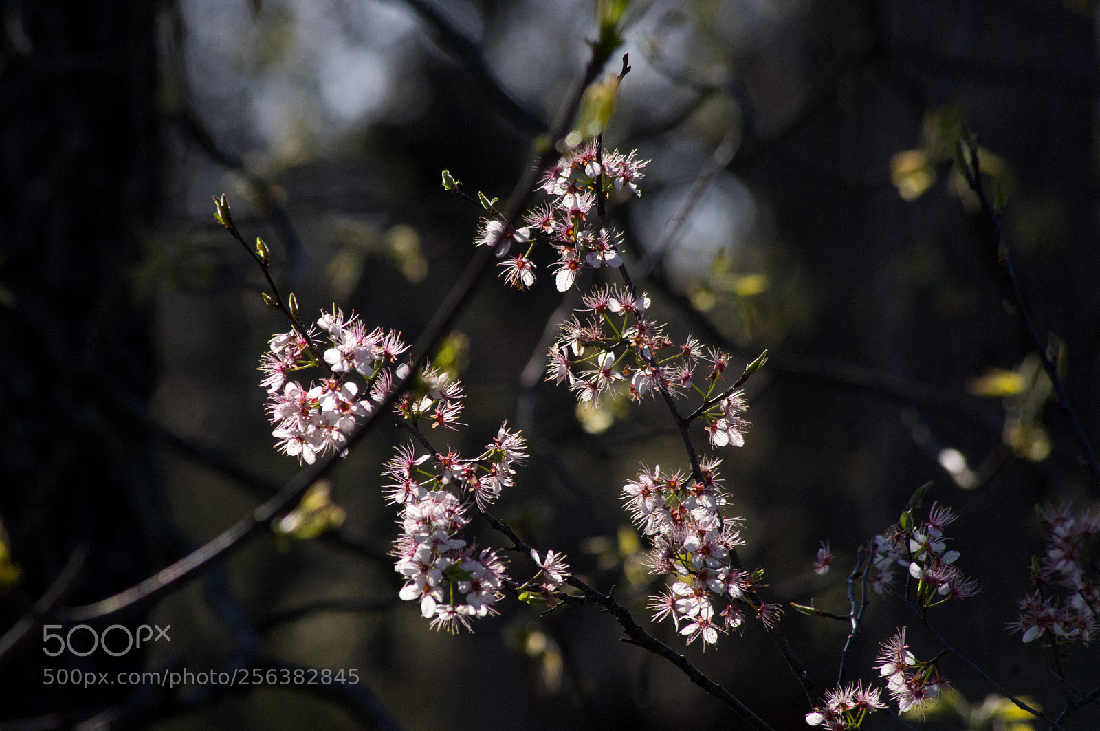 Pentax K-x sample photo. White blossoms photography