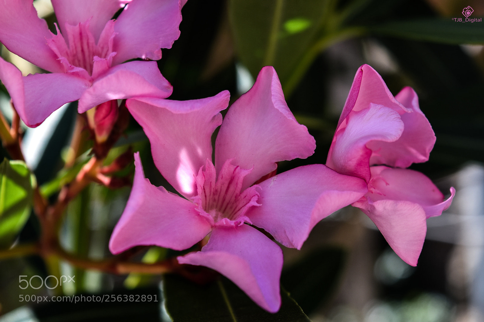 Nikon D7200 sample photo. Pink flowers photography